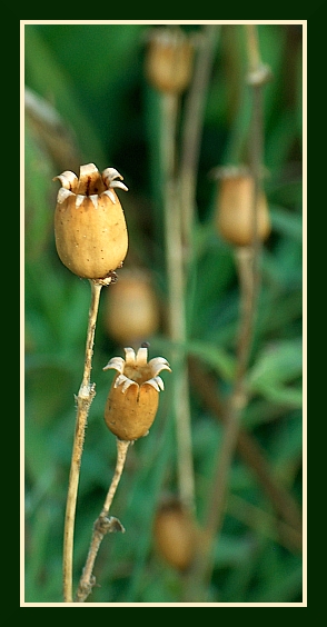 domek calineczki