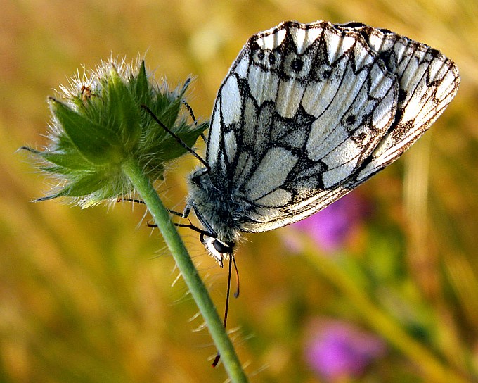 Polowiec szachownica