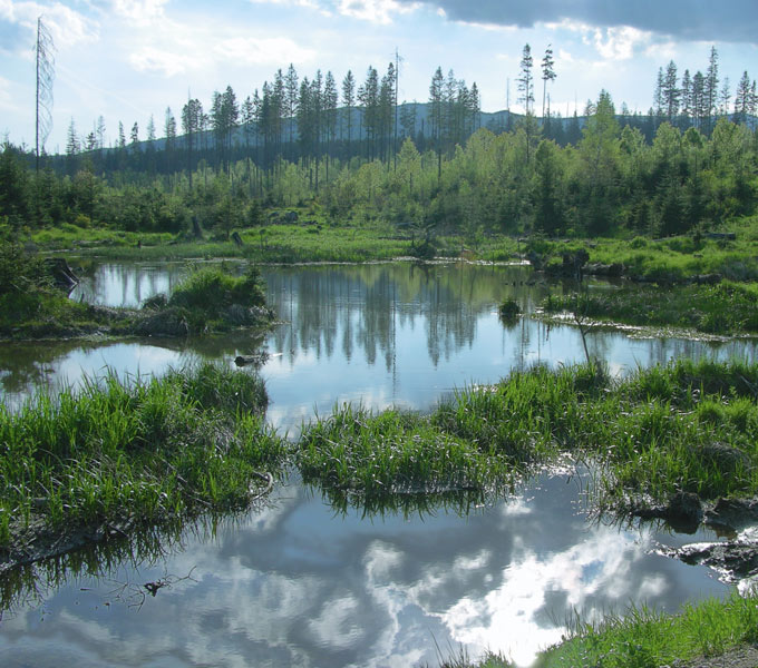 Potok Niedźwiedź - Bieszczady