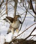 Young Red-tail Hawk