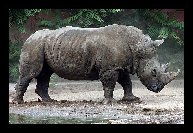 ZOO Wrocław