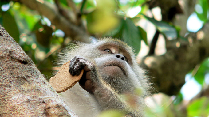 Małpa na Monkey Beach w Malezji