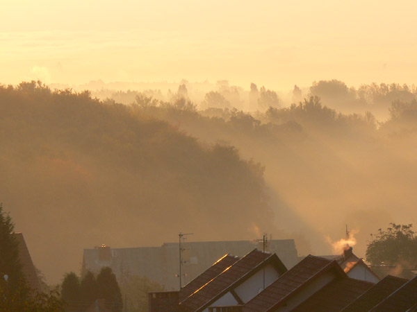 Mgiełka nad parkiem