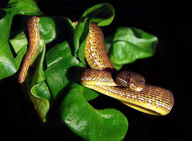 młody grzechotnik...Mangrove Pit Viper