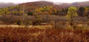 Bieszczady w mgle