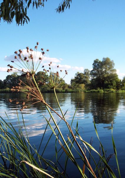 Narew