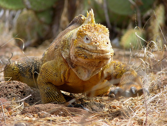 Iguana