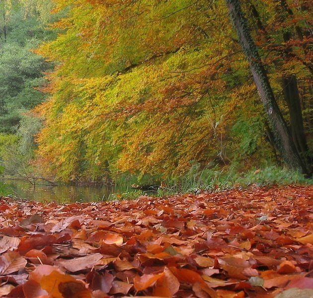 liście z nad jeziora Trześniowskiego