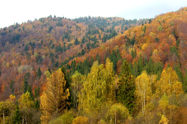 Kolorki bieszczadzkie