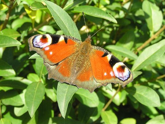 Motyl