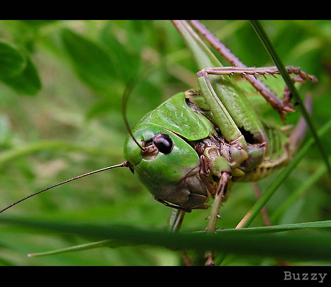 ŁATCZYN BRODAWNIK (Decticus verrucivorus)