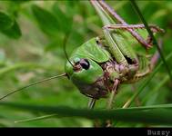 ŁATCZYN BRODAWNIK (Decticus verrucivorus)