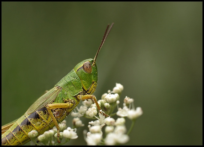 Skoczek zielony (Omocestus viridulus)