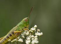 Skoczek zielony (Omocestus viridulus)