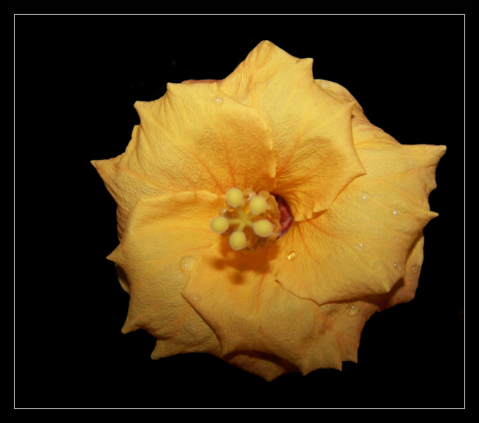 hibiscus