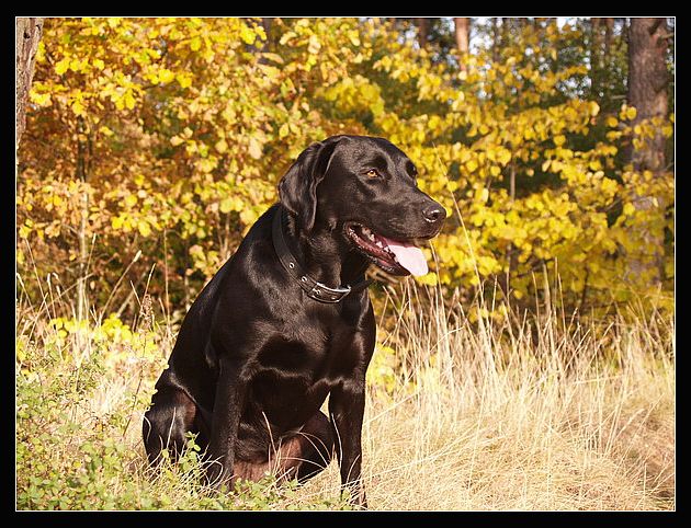 Jesienny labrador