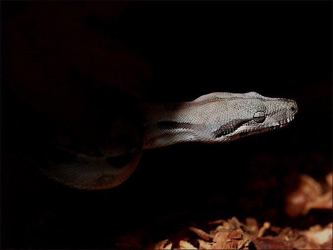 Boa constrictor imperator- Grześ;)