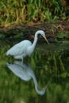 Great Egret