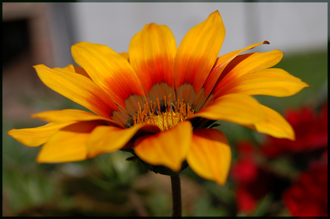 gazania