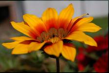 gazania