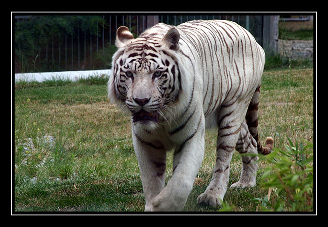 wrocławskie ZOO