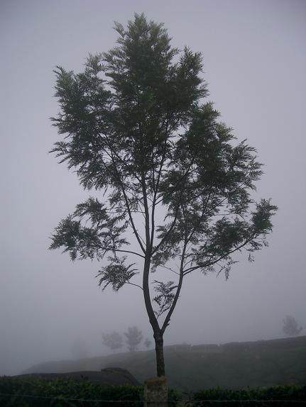 Tree and tea