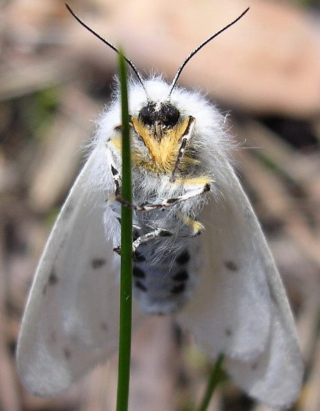 Biała dama