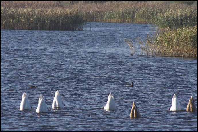 Połów