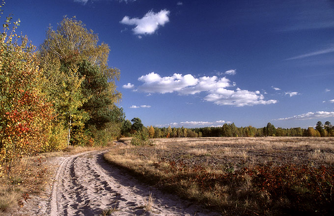 Powrót z grzybów