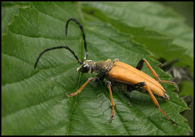 Zmorsznik (Leptura)