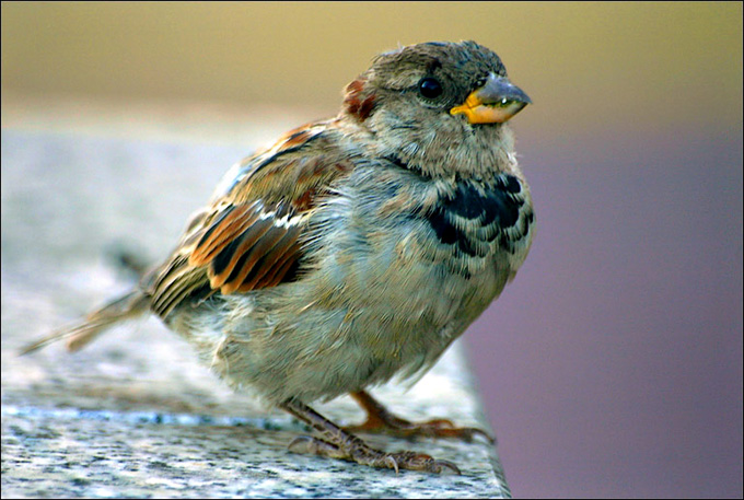 Wróbelek