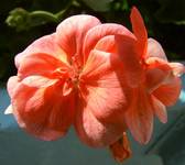  pelargonia