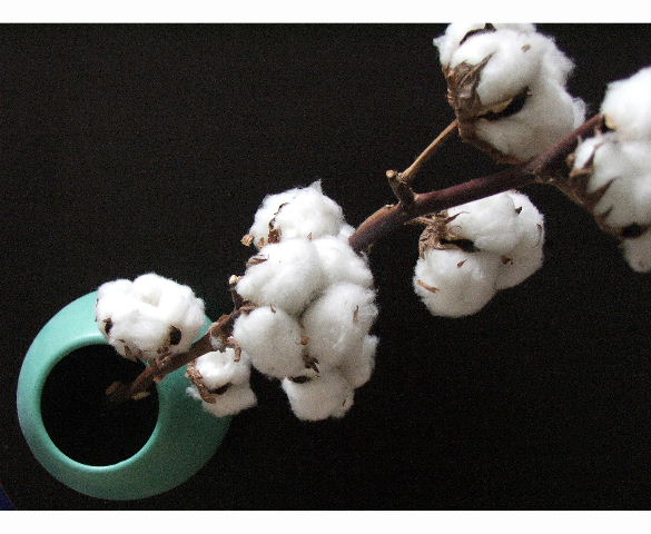 cotton