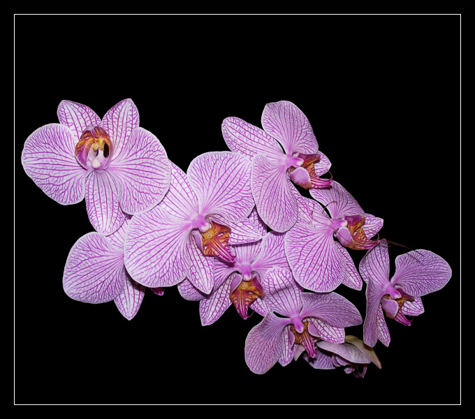 phalenopsis