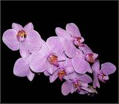 phalenopsis