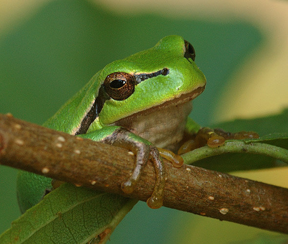 zalotne spojrzenie