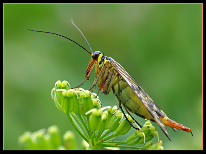 Wojsiłka