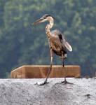 Czapla modra (Ardea herodias)