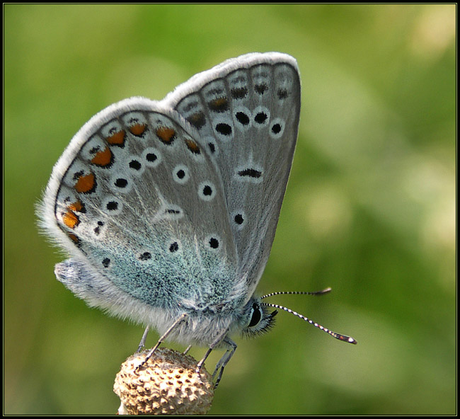 Modraszek Ikar (Polyommatus icarus)