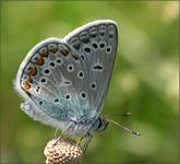 Modraszek Ikar (Polyommatus icarus)