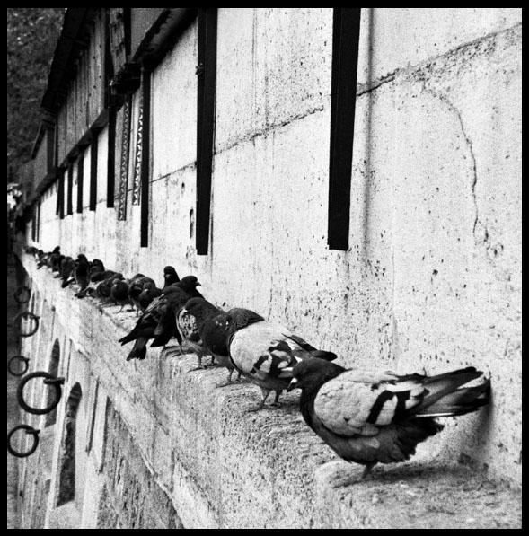 Des pigeons sur le bord de la Seine [Gołębie na brzegu Sekwany]