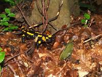 Salamandra