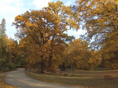 park jesienią