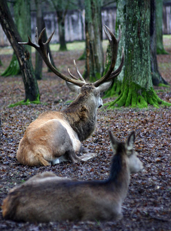 Byk i łania z Białowieży