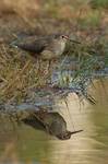 Solitary-Sandpiper