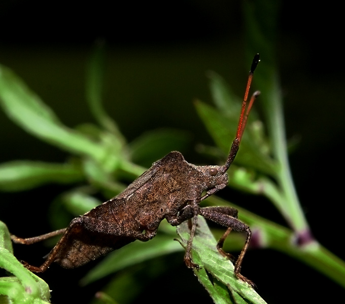 Wtyk straszyk, Coreus marginatus