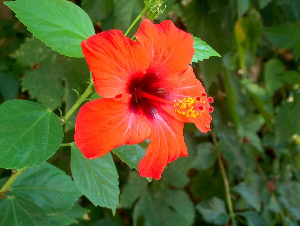 hibiskus