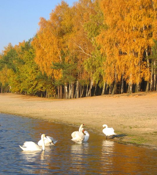 Złota jesień