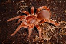 Citharischius crawshayi