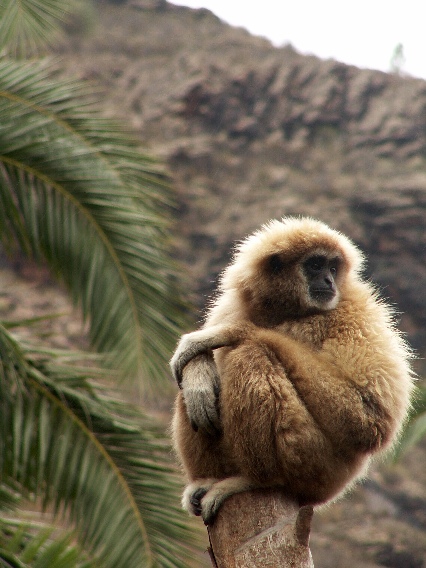 gibbon